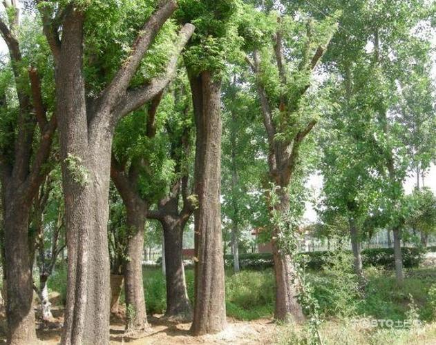 梦见白蜡 白蜡是什么蜡