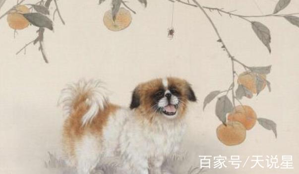 2021年属狗和属狗人可以生宝宝吗