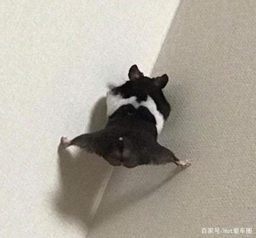 生肖鼠劈腿的原因