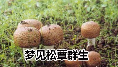 梦见松蕈群生是什么意思