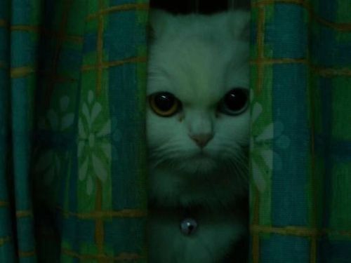 猫看见鬼有几种表现