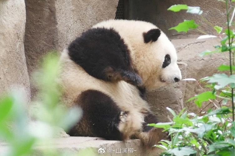 梦见熊猫说话是什么意思