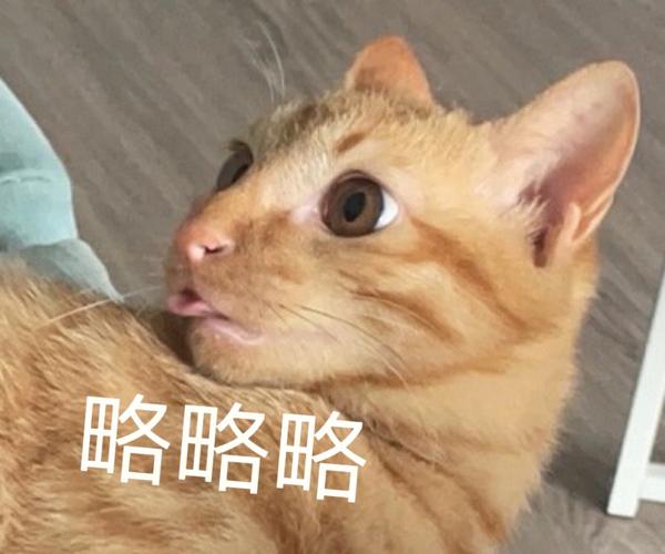 梦见猫成精了