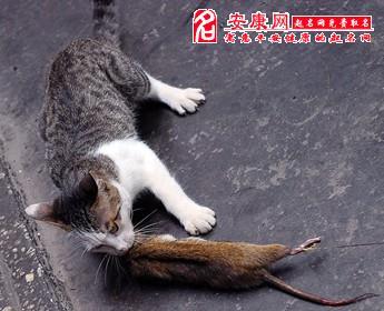 梦到耗子爬身上抓住了