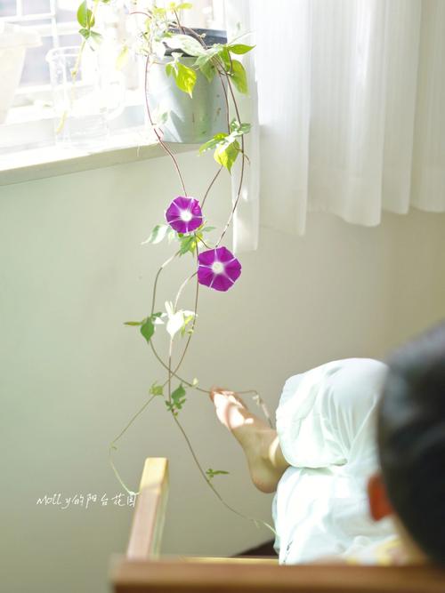 梦见牵牛花开周公解梦,梦见牵牛花开是什么意思?