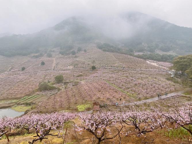 谷雨时节赏花旺桃花