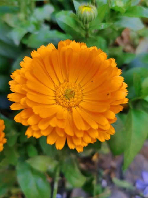 梦见金盏菊