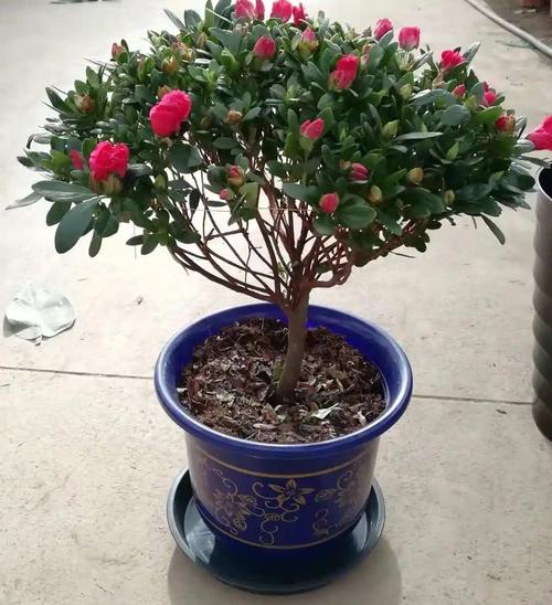 杜鹃花的养殖方法和注意事项