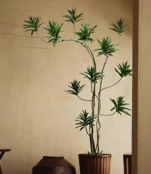 玄关养花风水作用禁忌