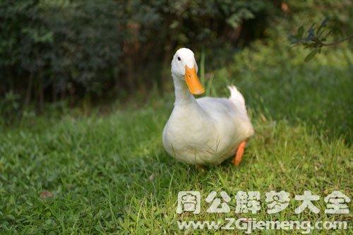 梦见鸭子蹒跚而行