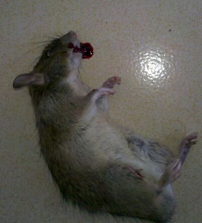 梦见老鼠被打死