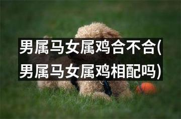 属鸡男和属马女过一辈子吗?属鸡事业最佳拍档解析!