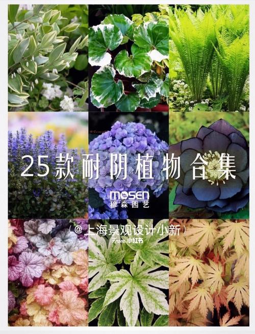 北阳台耐寒的植物推荐