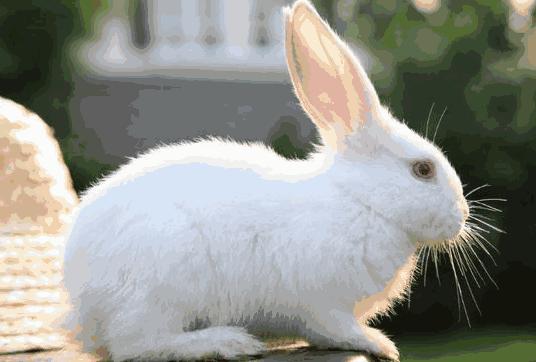 生肖兔交往中觉得什么事麻烦