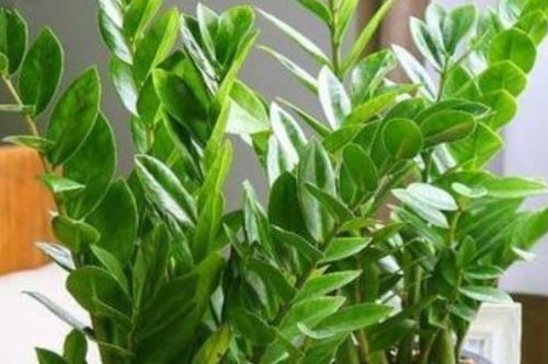 什么植物放在阳台会破财