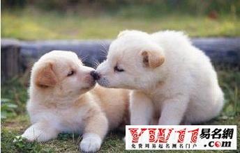 女狗狗叫什么名字洋气