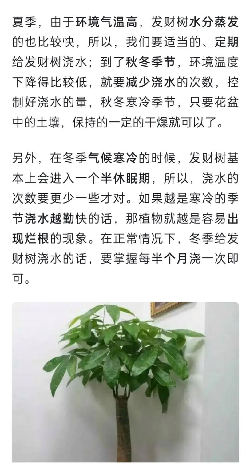 发财树怎么养