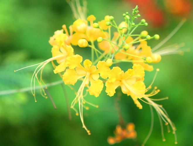 金凤花的花语:冷静、智慧