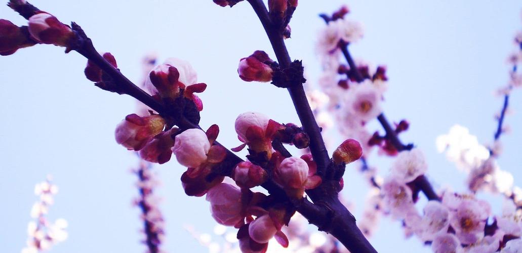接下来桃花傍身