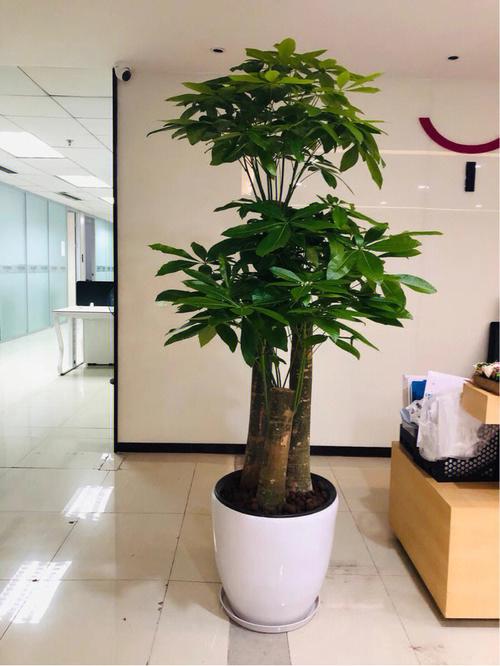 办公室高档绿植