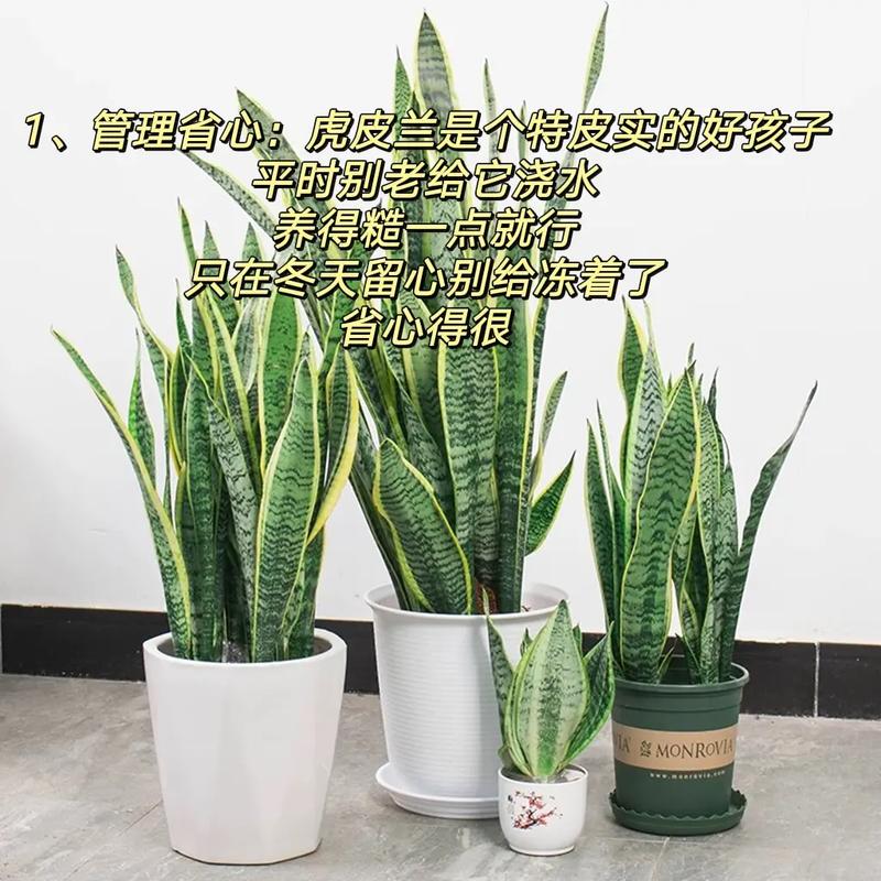 适合睡房的植物有哪些