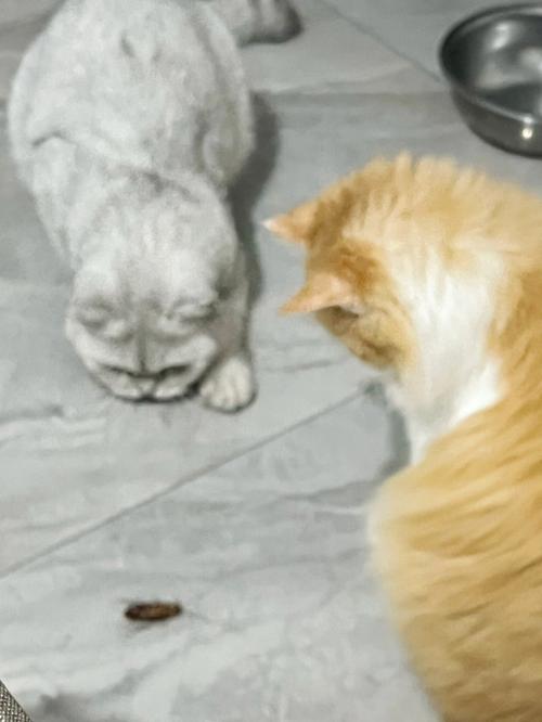 梦见猫为了救我咬蛇