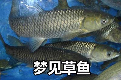 梦见草鱼是什么意思