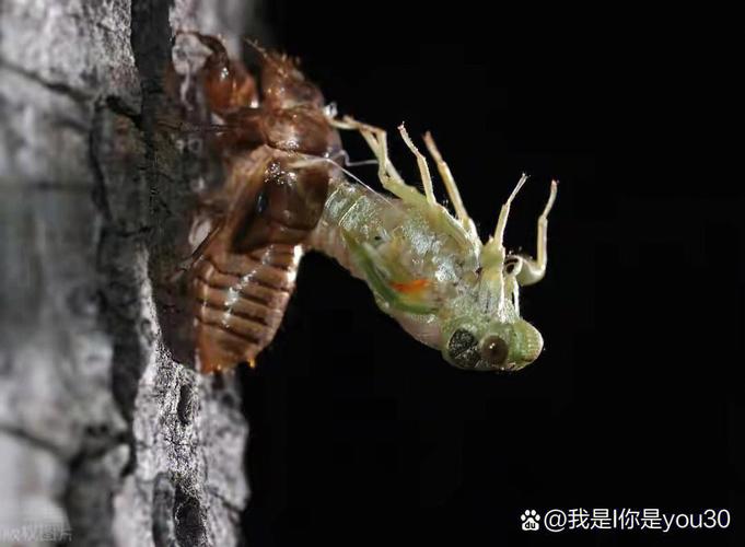 梦见捉了好多知了猴