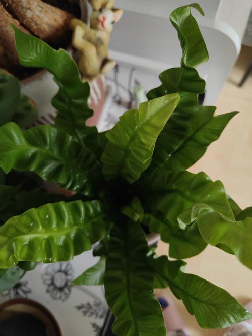 鸟巢蕨的风水作用是什么