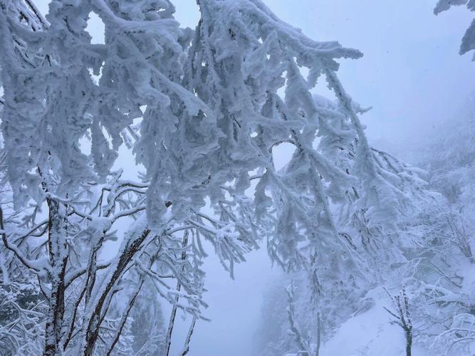 女人梦见下鹅毛大雪纷飞