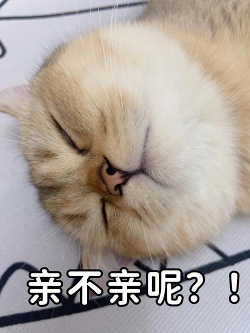 梦见大鱼打架,保持万事做好自己