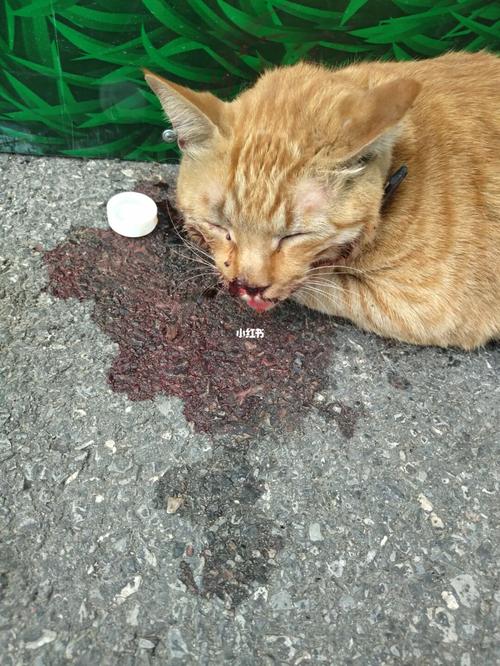梦见野猫受伤