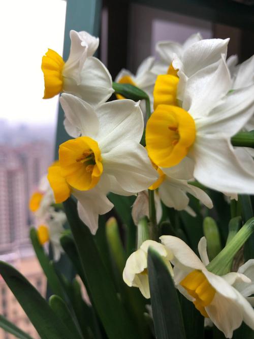 梦见水仙花开