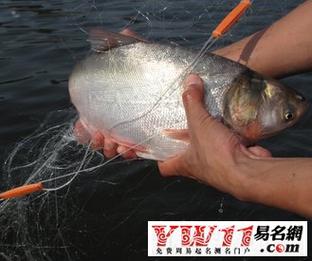 梦见从水里抓的鱼可以吃