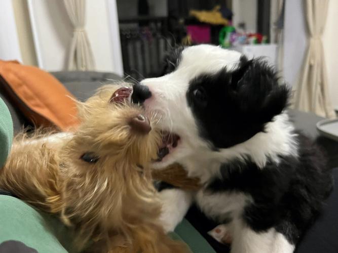 孕妇梦见狗打架