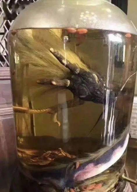 梦见无头蛇怎么回事