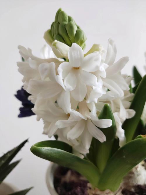 蓝色风信子花语是什么?生命、高贵浓郁