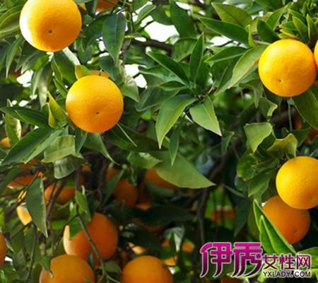 梦见山上滚下来好多橘子