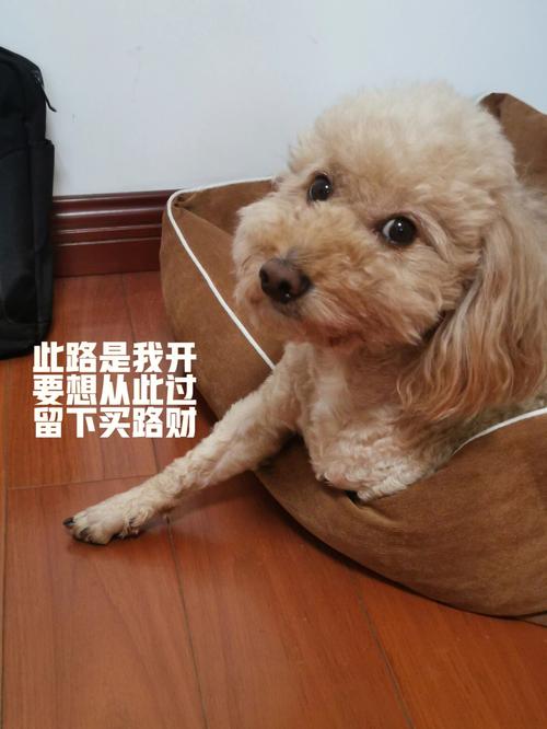 出门遇到狗挡路预兆