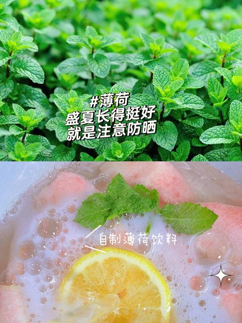 分析饿木命的人阳台适合养什么植物