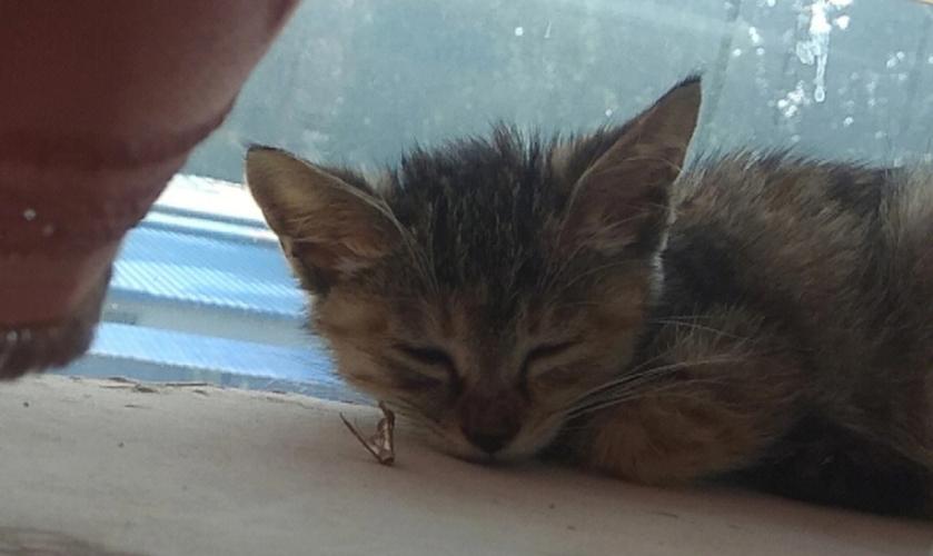 梦见流浪猫是什么意思