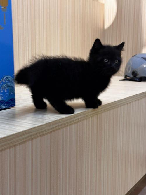 陌生黑猫上门吉利吗