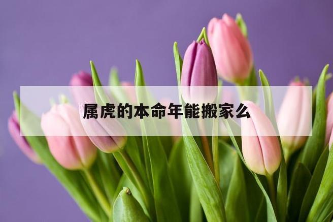 属虎人本命年能不能搬家