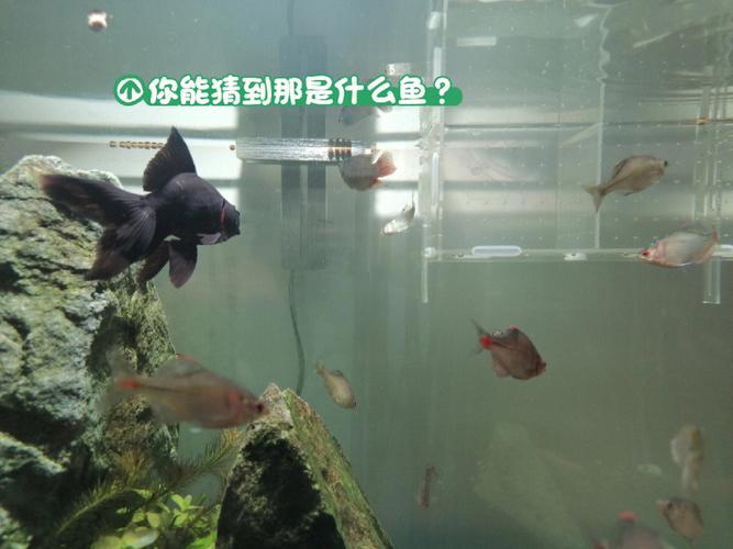 梦到鱼孵出很多小鱼有什么寓意