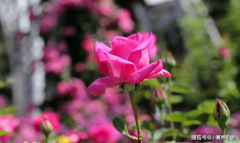 6月中旬喜迎桃花运