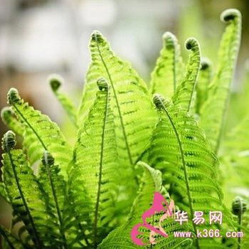 梦到羊齿科植物