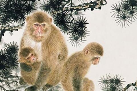 属猴与生俱来的天赋本能是什么