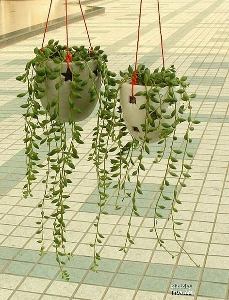 双鱼座喜欢什么植物