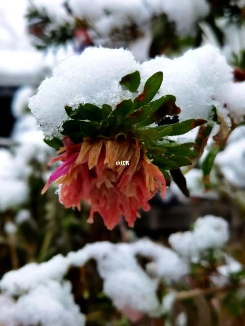 梦见雪中开花