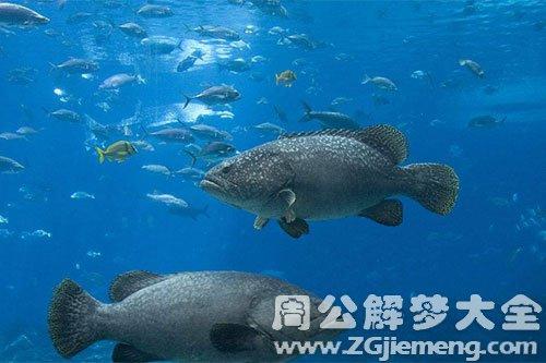 梦见大海里有鱼